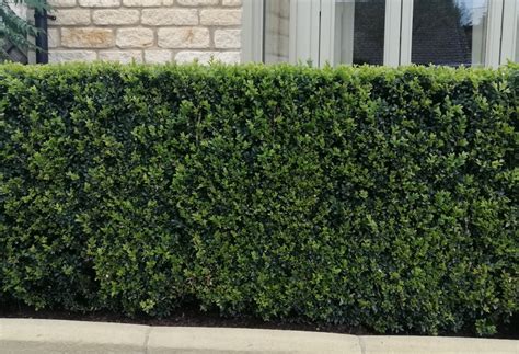 Common Box Hedge Hedges And Edging Plants Hedge Xpress