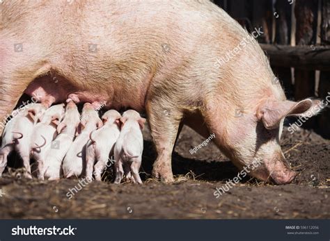 Pigs On Farm Little Piglets Mother Stock Photo 596112056 Shutterstock