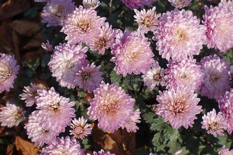 Blossoming Pink Chrysanthemums In Late Autumn Stock Image Image Of