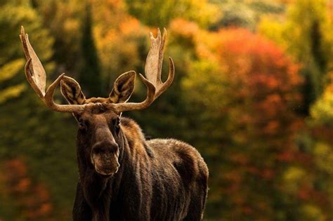 Animals Mammals Moose Wallpapers Hd Desktop And Mobile Backgrounds