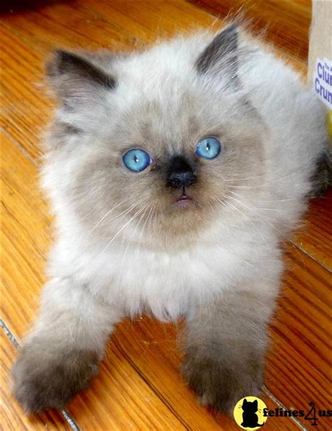 Himalayan Kitten For Sale Persian Himalayan Kittens Born 52710