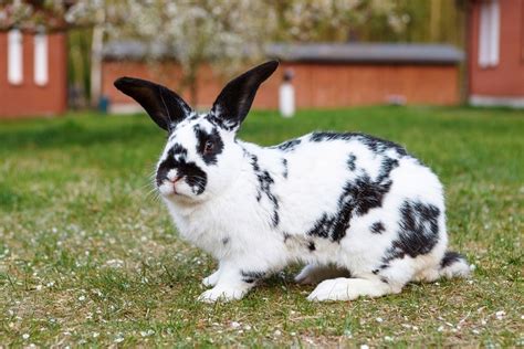 Checkered Giant Rabbit Care Pictures Temperament Habitat And Traits