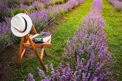 How To Plant Lavender In Your Garden 10 Tips For Growing Lavender