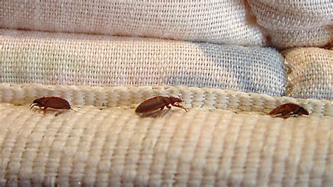 Worst City In Canada For Bed Bugs Revealed Ctv News