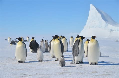 More South Pole And Antarctica Trips Added This Winter