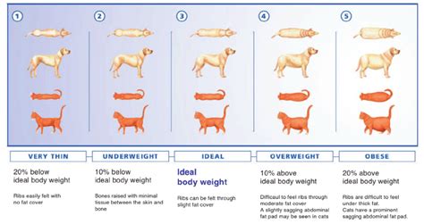 Body Condition Score Bcs Download Scientific Diagram