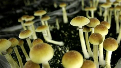 The Psychedelic Properties Of Magic Mushrooms Wsmbmp