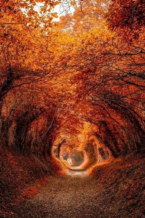 Halnaker Tree Tunnel West Sussex England