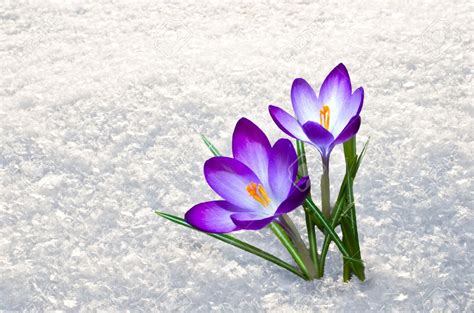 First Blue Crocus Flowers Spring Saffron In Fluffy Snow Stock Photo