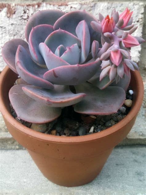 On top of that, the plant's pale pink color looks like it's covered in fine dust. Echeveria 'Dusty Rose' | World of Succulents
