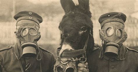 Two German Soldiers And Their Mule Wearing Gas Masks In Wwi 1916