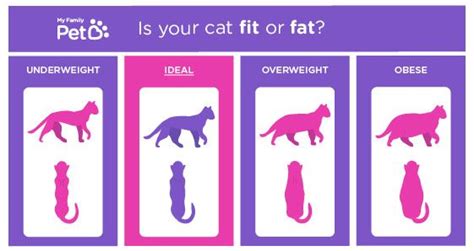 Ideal cat size, weight & body shape. The ideal cat weight: how to tell if you have an ...