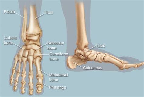 The foot bones account for a quarter of all the bones in our body. Foot and Ankle Bones: The Tibia and The Talus