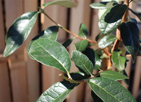 Botanisch gesehen besteht kaum verwandtschaft. Brasilianische Guave - Acca sellowiana - Baumschule Horstmann