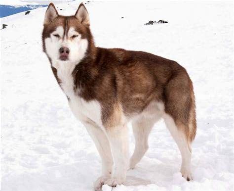 Most of the canine cast, to varying degrees. Troika the sled dog from film Eight Below | Perro husky ...