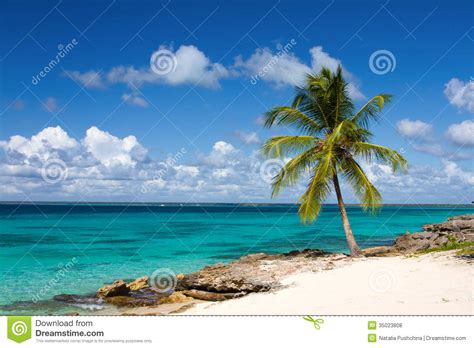 Palm Tree On The Tropical Beach Royalty Free Stock Photos