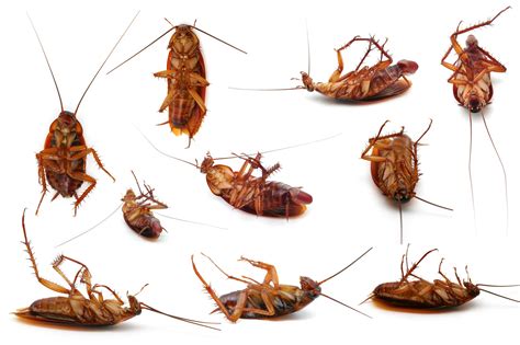 How To Get Rid Of Roaches Cockroach Pest Control Huntington Ny