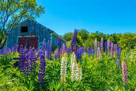 Lupines And Barn Down East Maine Photography Barn Owls Head Lighthouse
