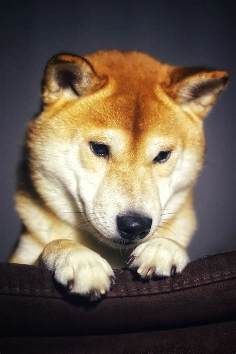 Free Download Dog Shiba Pet Japanese Purebred Dog Head Animal