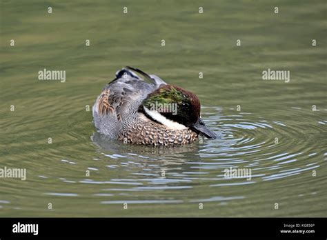 A Male Falcated Duck Mareca Falcata Loosing Its Breeding Plumage On