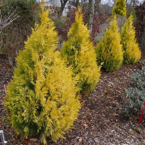 Potted Western Arborvitae Fluffy