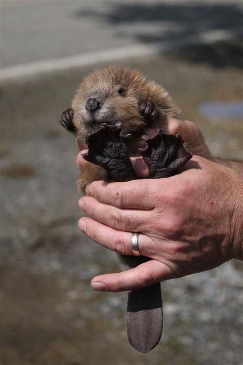 15 Adorable Baby Animals Born In The Spring Cottage Life