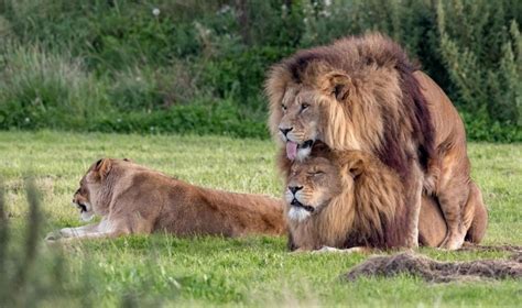 Fotógrafo Flagra Dois Leões Machos Cruzando Em Parque Na Inglaterra
