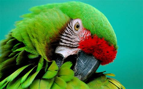 Animals Parrots Beak Striped Hd Wallpaper Pxfuel