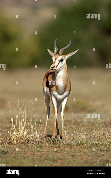 Maennlich Male Springbok Springboks Gazelle Gazelles Antelope Antelopes Ruminant Ruminants