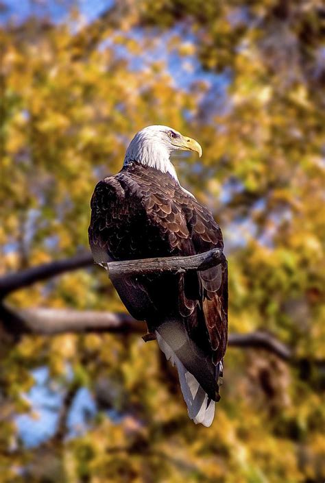 The Eagle Has Landed Photograph By James C Richardson Fine Art America