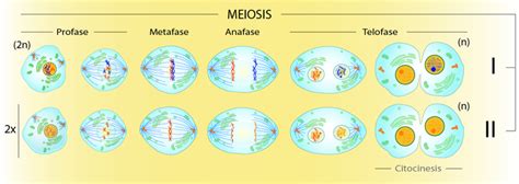 Se Divide En Dos Etapas Meiosis I O Fase Reductiva Su Principal