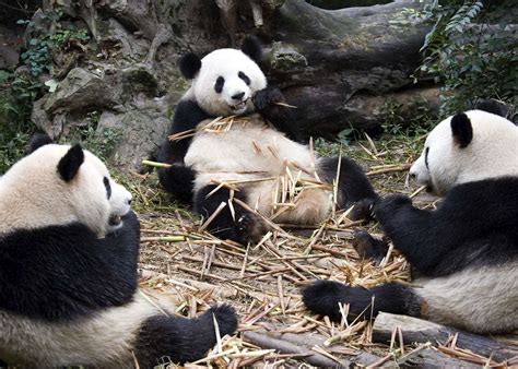 How To See Pandas In China Audley Travel
