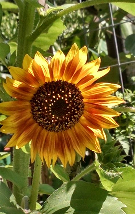 Green thumbs unite and share your gardening tips - Page 2 - Airbnb