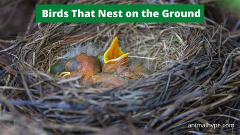 12 Birds That Nest On The Ground With Pictures Animal Hype