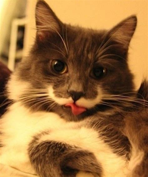 72 Best Hamilton The Hipster Cat Images On Pinterest