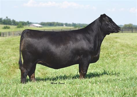 Boyd Beef Cattle Elite Angus Female Sale The Pulse