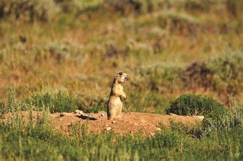 Prairie Dog Hunting In Wyoming With Smith And Wesson Getzone