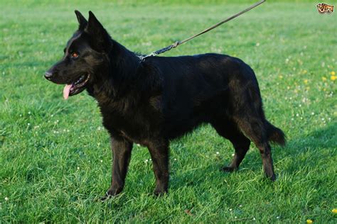 What you should aim for is the ideal weight of a german shepherd, which is 35 kilograms for a male and 30 kilograms for a female. German Shepherd Dog Breed Information, Buying Advice ...