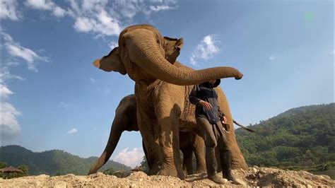 Elephants Pull Her Favourite Person On Their Shoulder Elephantnews