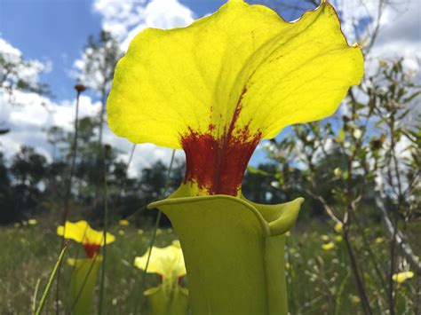 Captivating Carnivorous Plants | Tallahassee.com Community Blogs