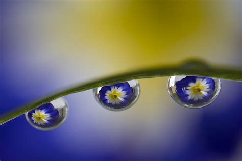 Water Drop Refraction Photography Flower Photography