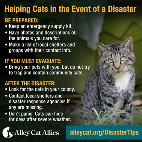 Tips For Keeping Your Cat Safe In A Disaster Alley Cat Allies Pets