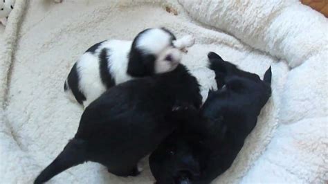 Japanese Chin Puppy Makes Funny Tribble Sounds Noises
