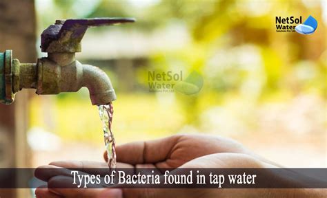 What Types Of Bacteria Are Present In Water 5 Types