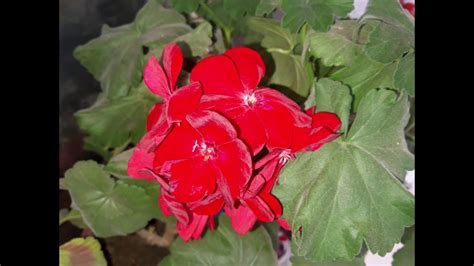 Geran gulining parvarishi "Geranium" - YouTube