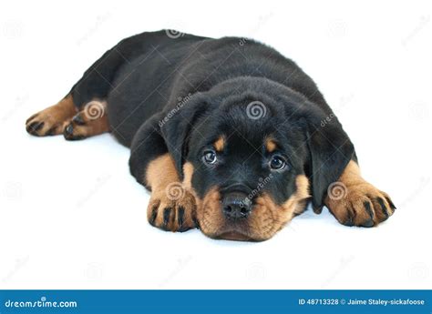 Sleepy Rottweiler Puppy Stock Photo Image Of Animal 48713328