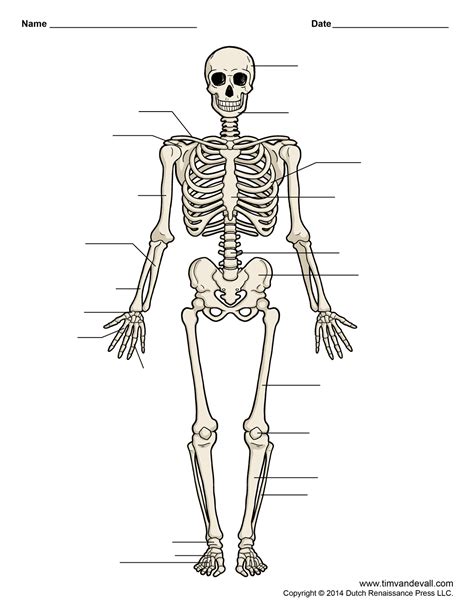 Printable Human Skeleton Diagram Labeled Unlabeled And Blank