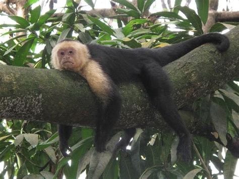 Lazy Monkey At The Mot Mot Picture Of Tulemar Bungalows And Villas