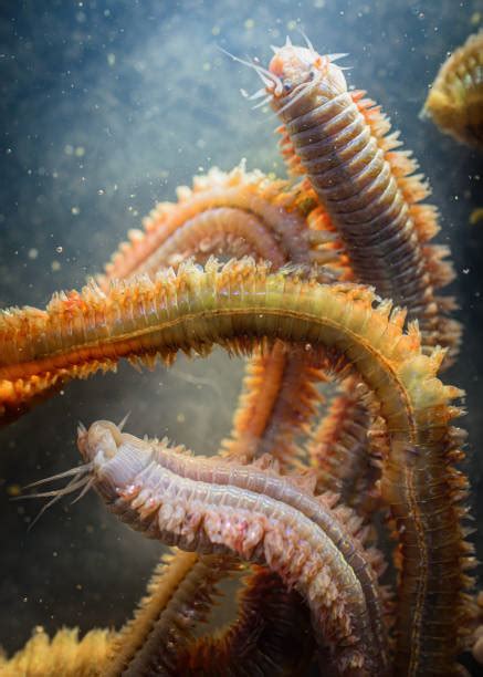 Sea Worm Stock Photos Pictures And Royalty Free Images Istock