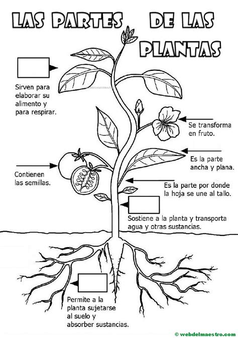 Partes De Una Planta Para Niños De Primaria Web Del Maestro